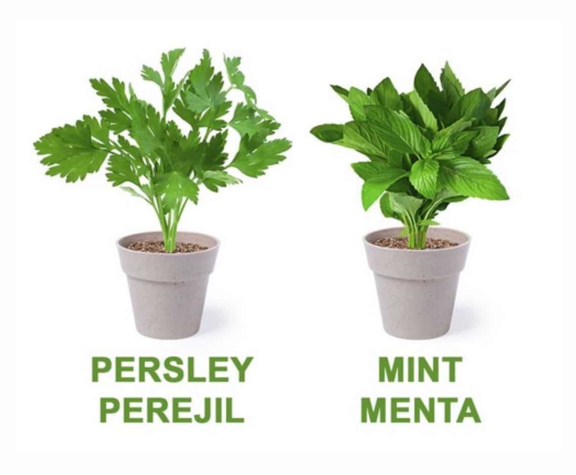 Set de Macetas - Imagen 2