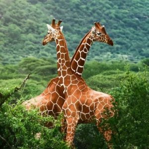 Abrazo Entre Jirafas
