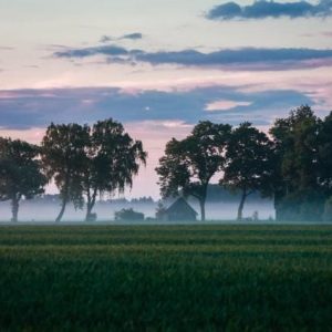 Árboles En La Niebla