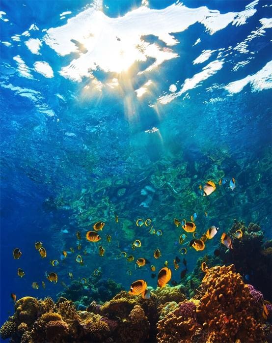 Mundo Submarino - Imagen 2