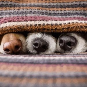 ¿Ves algún perro?